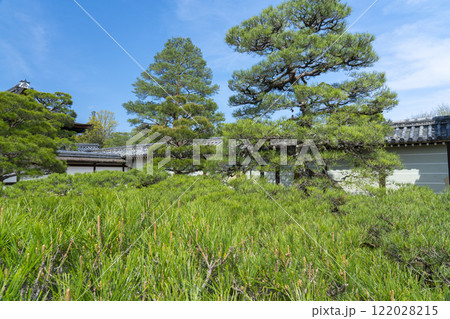 仁和寺御所庭園　御殿入口　巨大な松の木 122028215