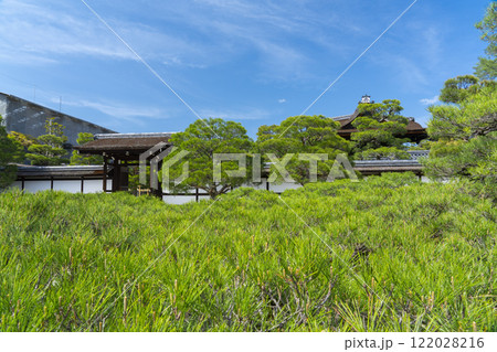 仁和寺御所庭園　御殿入口　巨大な松の木 122028216