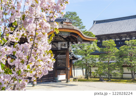仁和寺御所庭園 南庭 勅使門と桜 仁和寺御所庭園 南庭 勅使門と桜 122028224