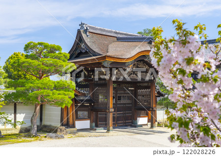 仁和寺御所庭園　南庭　勅使門と桜 122028226