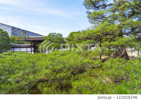 仁和寺御所庭園 御殿入口 巨大な松の木 仁和寺御所庭園 御殿入口 巨大な松の木 122028246