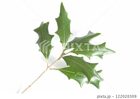 葉のついたヒイラギ 葉のついたヒイラギ 122028309