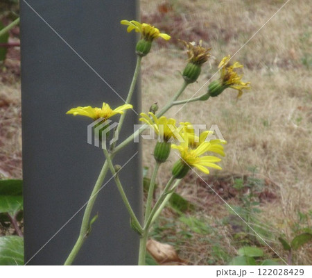 冬の寒空の黄色い花 122028429