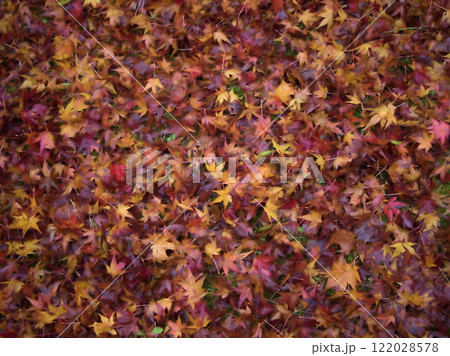 12月に雑木林で撮影した落葉 122028578