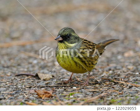愛らしいアオジ 122029055