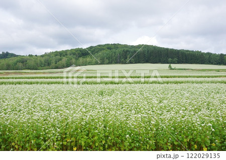 そば畑 北竜町 122029135