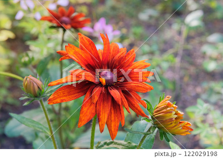 Rudbeckia is growing in garden in autumn. Black eyed susan. Orange Rudbeckia grows in meadow or open areas. Cottage garden. 122029198
