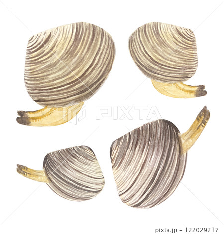 Clams in a shell watercolor illustration set isolated on white. High quality hand-drawn clip art for notebooks, cook book, recipe cards, menu, stickers, tourism, dishes, ads and packaging design 122029217