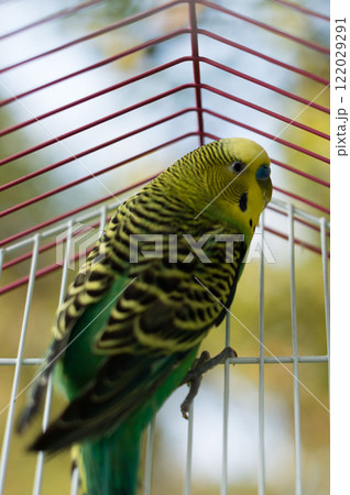 A vibrant budgie perched inside its cage, showcasing its striking green and yellow feathers. A vibrant budgie perched inside its cage, showcasing its striking green and yellow feathers. 122029291