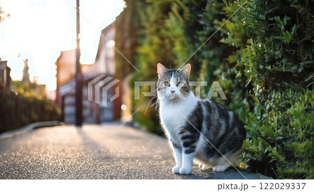 夕陽に照らされた美しい猫 - 静かな住宅街の一瞬 AI生成 122029337