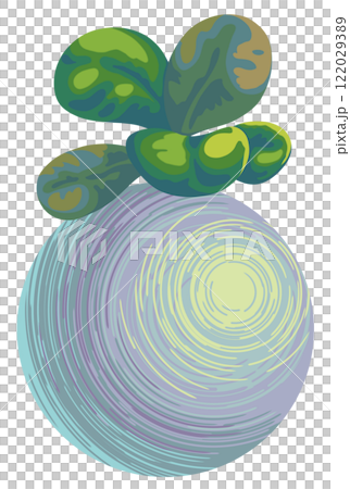 indoor miniature plant baby rubber plant or peperomia indoor miniature plant baby rubber plant or peperomia 122029389