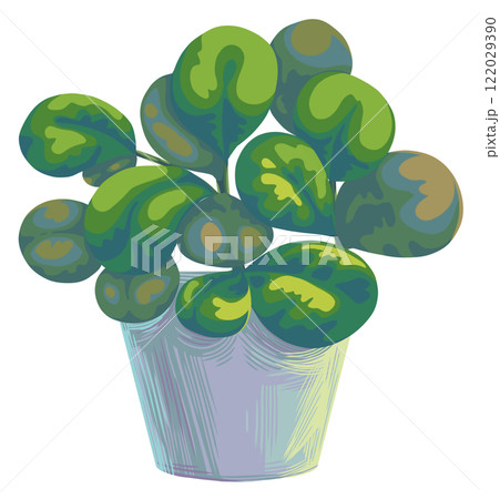 indoor miniature plant baby rubber plant or peperomia indoor miniature plant baby rubber plant or peperomia 122029390