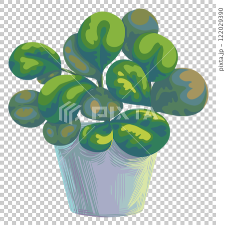 indoor miniature plant baby rubber plant or peperomia indoor miniature plant baby rubber plant or peperomia 122029390