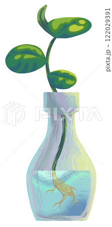 indoor miniature plant baby rubber plant or peperomia indoor miniature plant baby rubber plant or peperomia 122029391