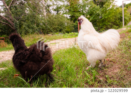 Side view of chinese Silkie Brahma black chicken with rooster feeding at eco farm. Ethically Raised Chicken in Natural, Free-Range Farming Side view of chinese Silkie Brahma black chicken with rooster feeding at eco farm. Ethically Raised Chicken in Natural, Free-Range Farming 122029599