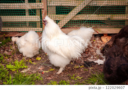 Wide shot of chinese Silkie Brahma multicolored chickens with rooster feeding at eco farm. Sustainably Raised Chicken In Species-Appropriate Free-Range Husbandry Wide shot of chinese Silkie Brahma multicolored chickens with rooster feeding at eco farm. Sustainably Raised Chicken In Species-Appropriate Free-Range Husbandry 122029607