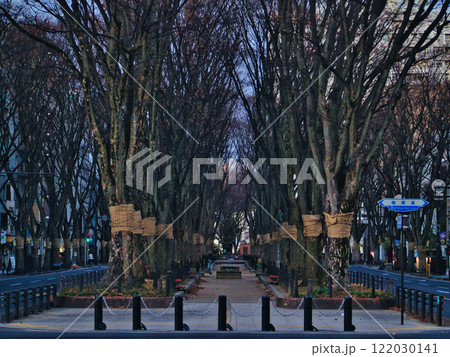 宮城県 冬の定禅寺通 宮城県 冬の定禅寺通 122030141