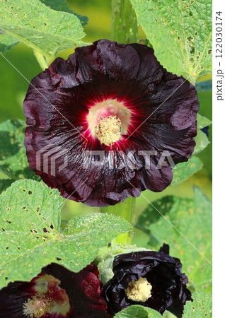 Curative common hollyhock flower blooming Curative common hollyhock flower blooming 122030174