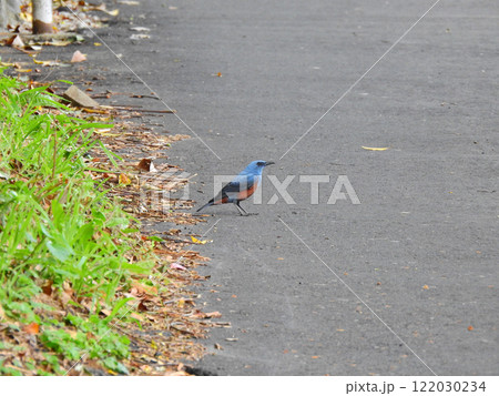 路上を歩く雄の青い背のイソヒヨドリ 122030234