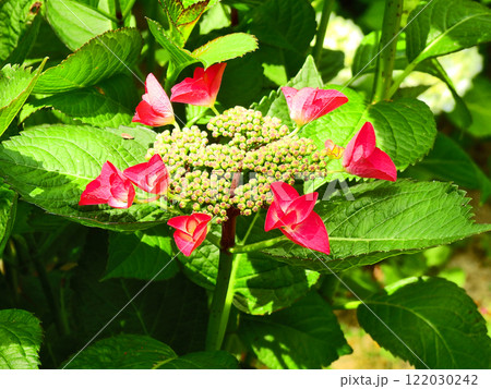 初夏に赤い花が咲いたガクアジサイ 122030242