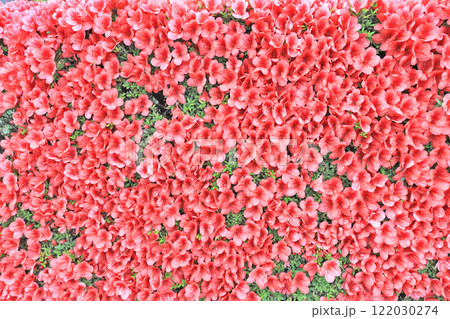 一面に咲いた赤色のかわいい久留米ツツジの花 一面に咲いた赤色のかわいい久留米ツツジの花 122030274