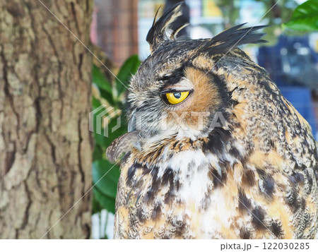 大型のフクロウ黄色い虹彩のシマフクロウ 122030285