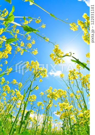 山本山高原の菜の花(新潟県) 山本山高原の菜の花(新潟県) 122031181