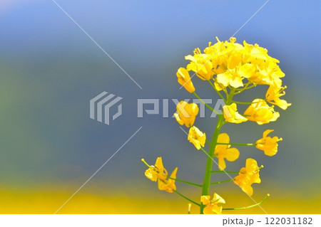 山本山高原の菜の花(新潟県) 山本山高原の菜の花(新潟県) 122031182