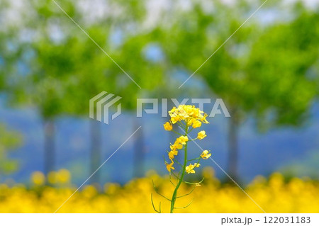山本山高原の菜の花（新潟県） 122031183