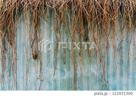 grapes without leaves on the fence. texture of branches on a blue metal background 122031300