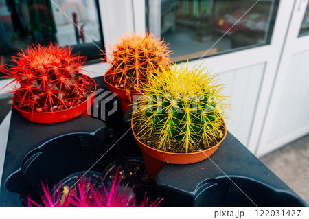 colored cactuses in the store. coloring cactus needles for high price 122031427