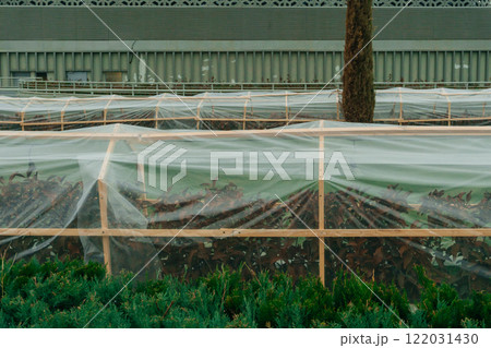 greenhouses to protect seedlings from frost. emergency protection of bushes in Tashkent from frost greenhouses to protect seedlings from frost. emergency protection of bushes in Tashkent from frost 122031430