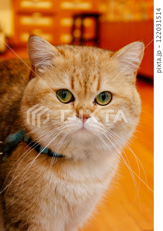 cat with green eyes and colored fur. ginger cat on the floor of the room 122031514