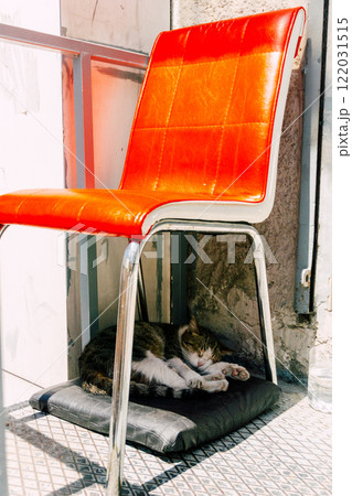 cat sleeping on street in istanbul. problem of stray animals in turkey 122031515