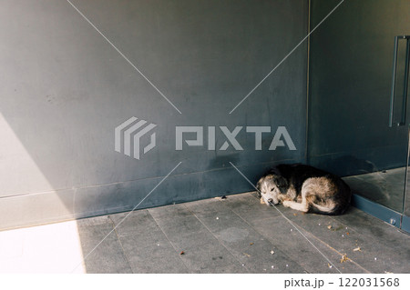 dog sleeping on street in istanbul. problem of stray animals in turkey 122031568