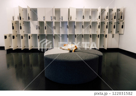 cat sleeping on sofa in istanbul. problem of stray animals in turkey 122031582