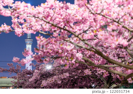 《東京都》スカイツリーと河津桜の夜景・春の東京 122031734
