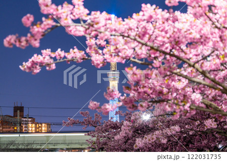 《東京都》スカイツリーと河津桜の夜景・春の東京 122031735