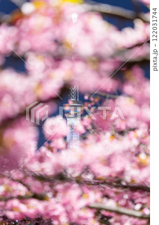 《東京都》スカイツリーと河津桜の夜景・春の東京 《東京都》スカイツリーと河津桜の夜景・春の東京 122031744