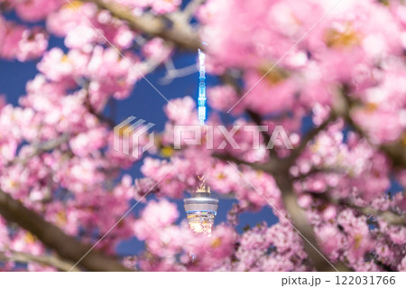 《東京都》スカイツリーと河津桜の夜景・春の東京 122031766