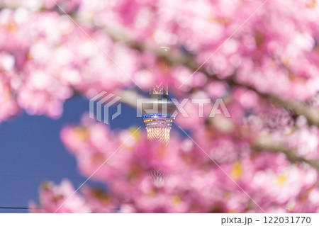 《東京都》スカイツリーと河津桜の夜景・春の東京 122031770