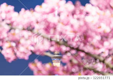 《東京都》スカイツリーと河津桜の夜景・春の東京 《東京都》スカイツリーと河津桜の夜景・春の東京 122031771