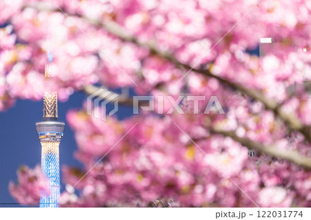 《東京都》スカイツリーと河津桜の夜景・春の東京 《東京都》スカイツリーと河津桜の夜景・春の東京 122031774