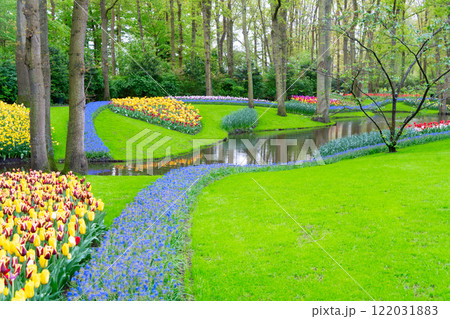 Rows of tulip flowers Rows of tulip flowers 122031883