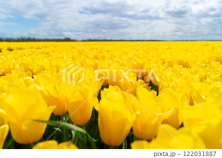 Dutch yellow tulip fields in sunny day 122031887