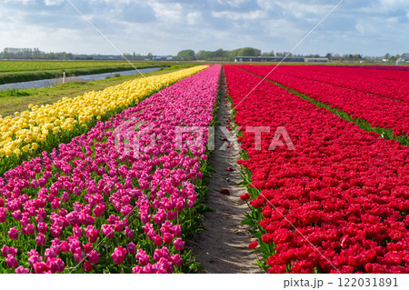 Dutch yellow tulip fields in sunny day 122031891