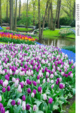 Rows of tulip flowers Rows of tulip flowers 122031895