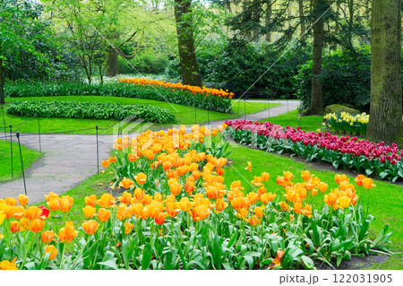 Rows of tulip flowersの写真素材 [122031905] - PIXTA