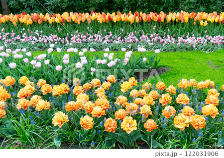 Rows of tulip flowers Rows of tulip flowers 122031906