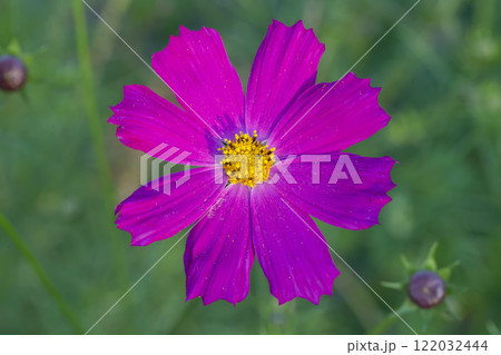 Pink cosmos garden flower on green background 122032444